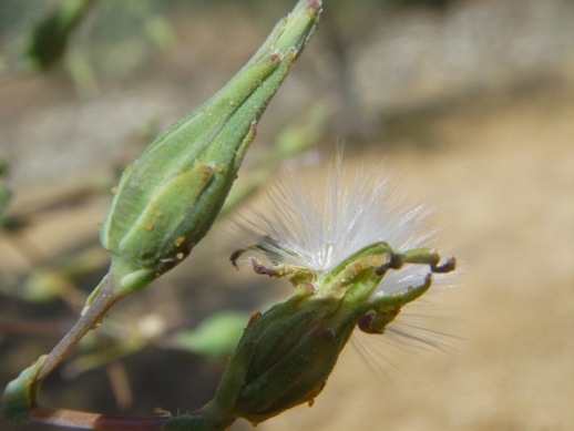 Lactuca virosa / Lattuga selvatica